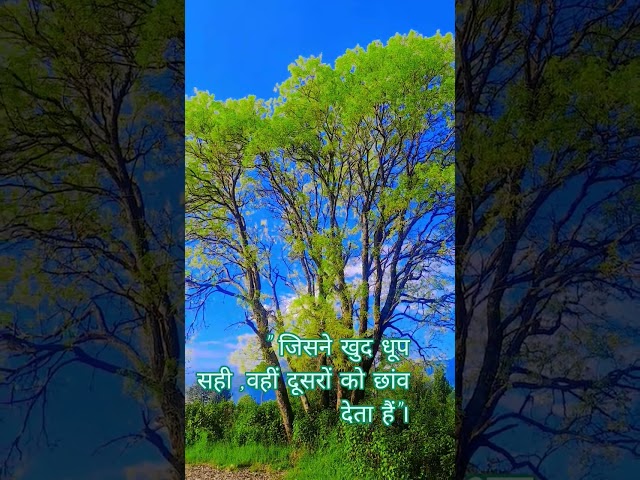 #nature #sukoon#tree#short #like #subscribe