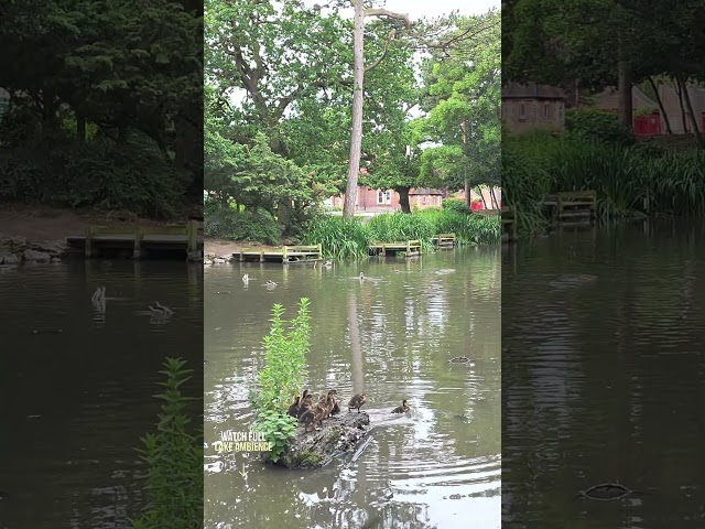 ​Look what I found before leaving! 🦆💦 | Lake Ambience #shorts #nature