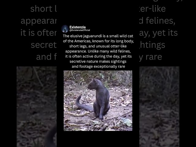 Why Is the Jaguarundi So Rarely Seen