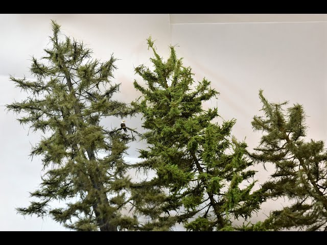 Modeling The Ultimate Model Tree with Stem Wire & Static Grass | The Conifer Tree | Boomer Diorama