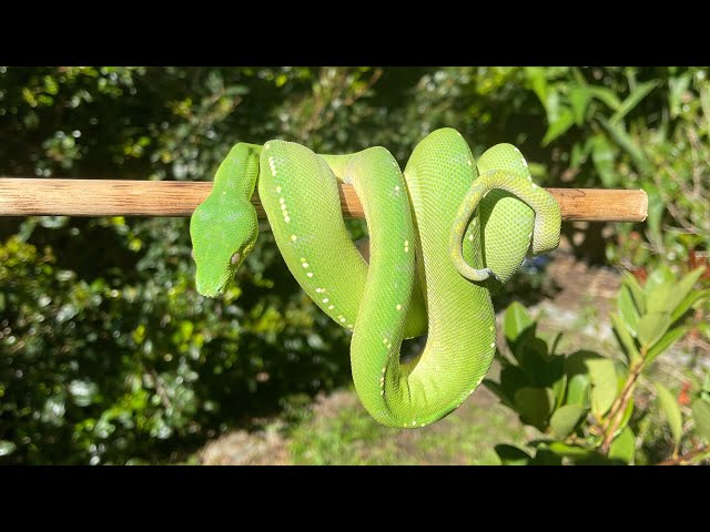 How to handle green tree pythons