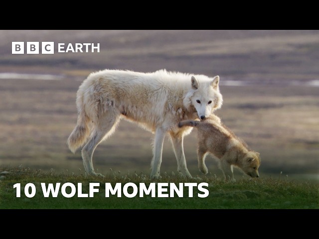 Incredible Wolf Moments | BBC Earth