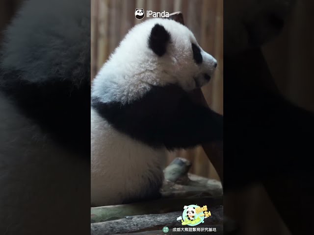 This Little Panda Has A Lot To Learn About Climbing | iPanda #shorts