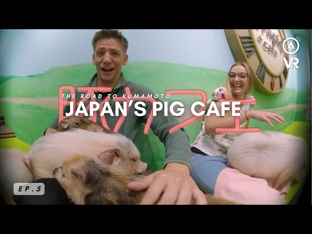 Cuddling Pigs in Japan's Cutest Cafe |  Japan in VR 180