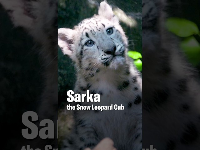 Meet Sarka. She's a snow leopard cub born at the Bronx Zoo