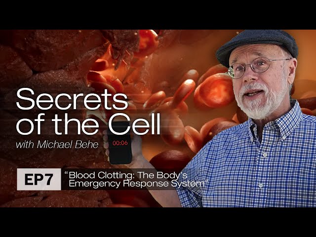 Blood Clotting: The Body’s Emergency Response System Secrets of the Cell, Ep. 7