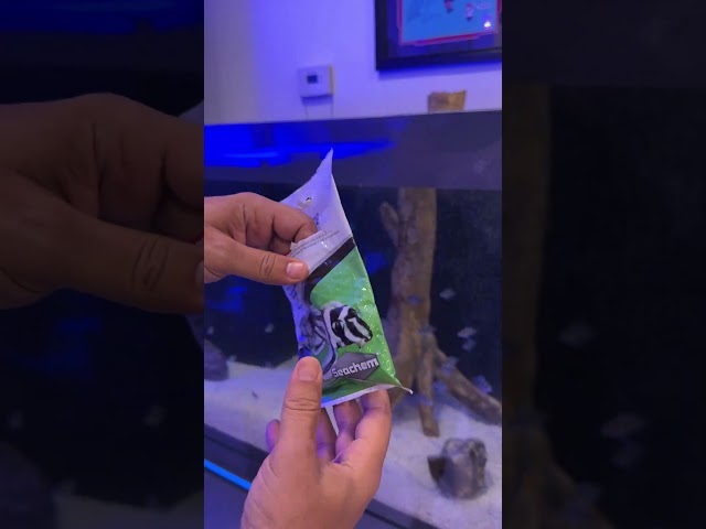 Finally found the perfect snack for Mikey! 😱🐟 #aquarium #frontosa
