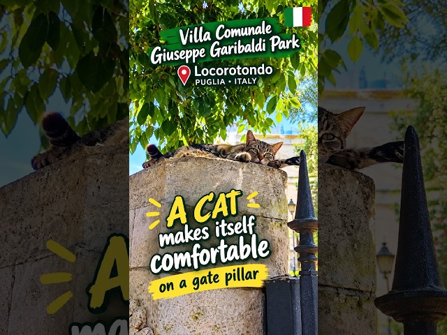 A Cat Finds the Perfect Spot in Locorotondo! 🐱🇮🇹