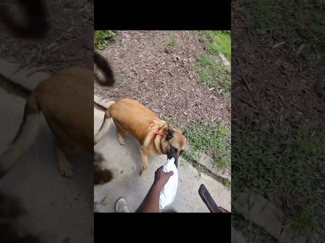 DOG VS DELIVERY MAN? ALIEN REACTS! BLOOOB #funnyanimals #dogs #fastdelivery #puppets
