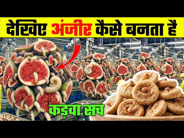 अंजीर कैसे बनता है फैक्ट्री में ? 😲 | Dry Anjeer Making Process From Farming to Dry Fig