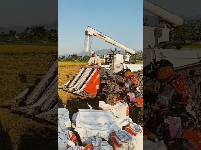 COMBINE HARVESTER KUBOTA PRO588Gi PONOROGO eps 104 #kombisawah #combineharvester #kubota