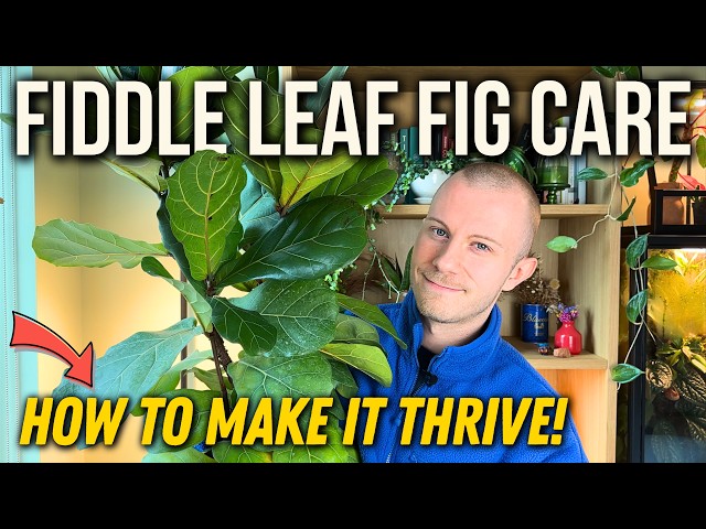 How To Actually Keep Your Fiddle Leaf Fig Alive (And What NOT To Do!) | Ficus Lyrata Care Tips