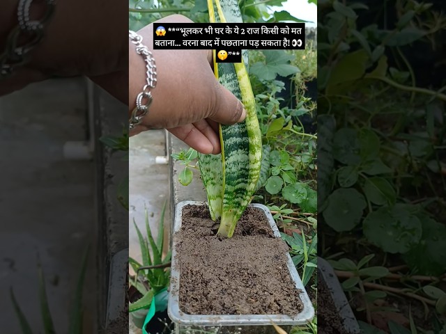 😱 **“भूलकर भी घर के ये 2 राज किसी को मत बताना… वरना बाद में पछताना पड़ सकता है! 👀🤫#youtubeshorts