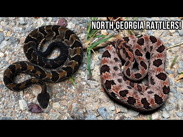 High Viper Activity in North Georgia! Copperheads, Timber Rattlers, and More Wild Snakes