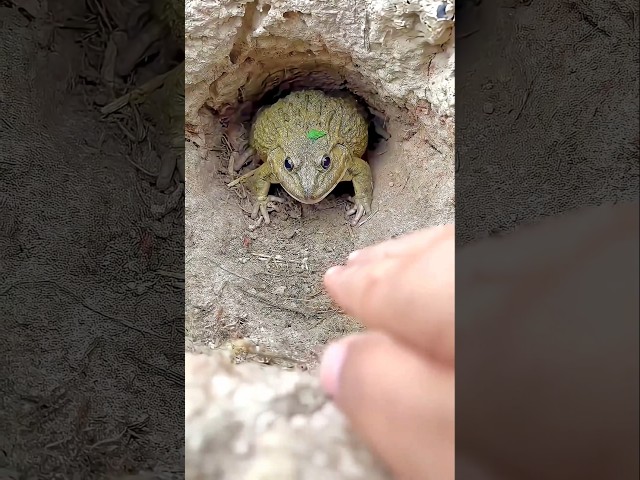 Funny Popular Frog 🤣🐸😱😅😲