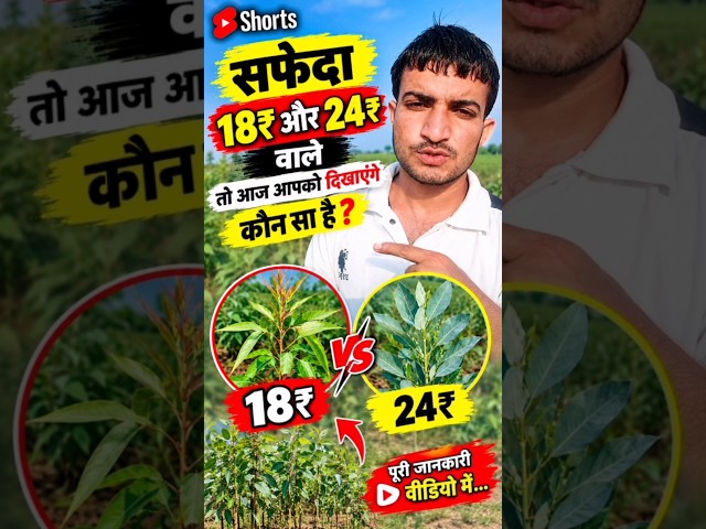 सफेदे 18 ओर 24 रूपय वालो में अंतर #safeda #farming #khatibadi #viral #sgorts