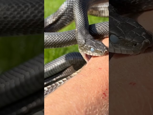 Ratsnakes Everywhere! Snakey Day of Herping in Georgia