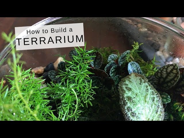 How to Build a Terrarium (Houseplant DIY)