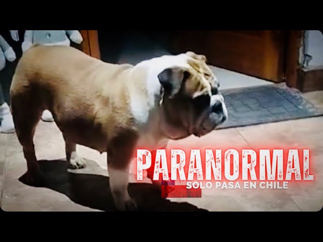 PARANORMAL CHILE π¨π± π#19