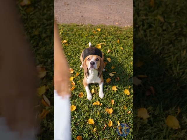 Ghost Dog Trend! T-shirt Halloween Costume 👻🐶 #halloween