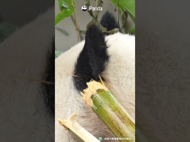 Have You Really Looked At Pandas' Ears? | iPanda #shorts
