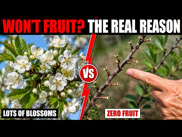 Cherry Tree Full of Blossoms But No Fruit? Here's Why (Fix This Now)