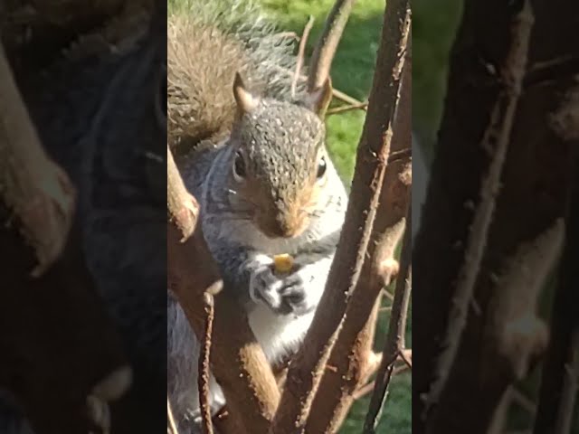 My little visitor each morning. Alvin The Squirrel. Alvin the Squirrel 2024