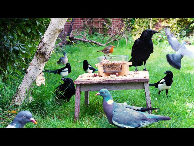 🔴 CAT TV 24/7 🕊️ Birds Inspect the New Stool of Food 🍽️ Videos for cats to watch 4K HDR