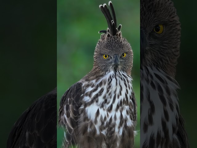 Introducing FE 100-400mm F4.5 GM OSS | Sony | α Lens #shorts