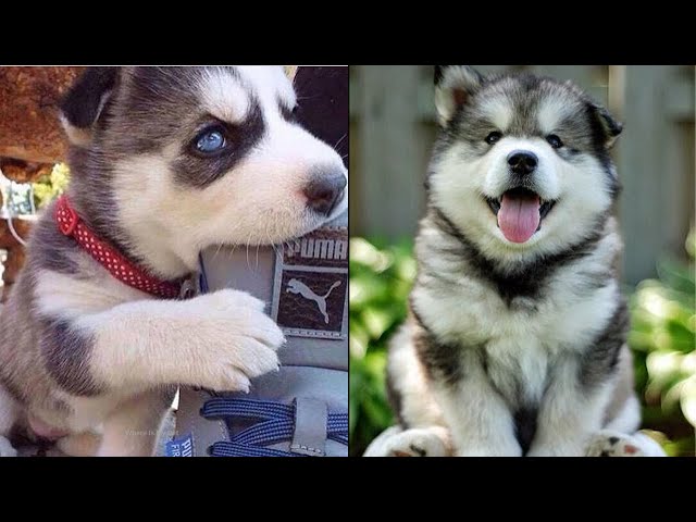 Cute And Funny Siberian Husky Puppies That Will Make Your Day 😍