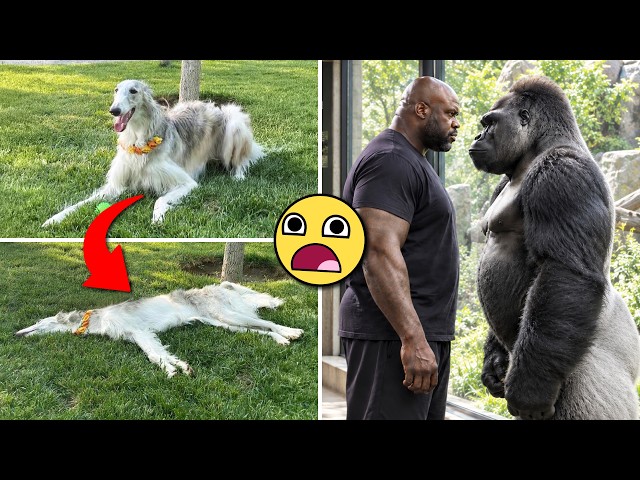 25 Things You Didn't Know 5 Minutes Ago #278 YT V2