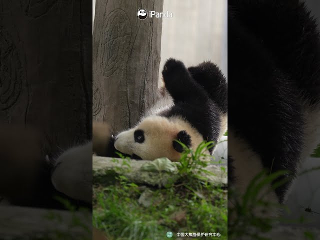 Panda’s Main Talent Is Being Adorable | iPanda #shorts