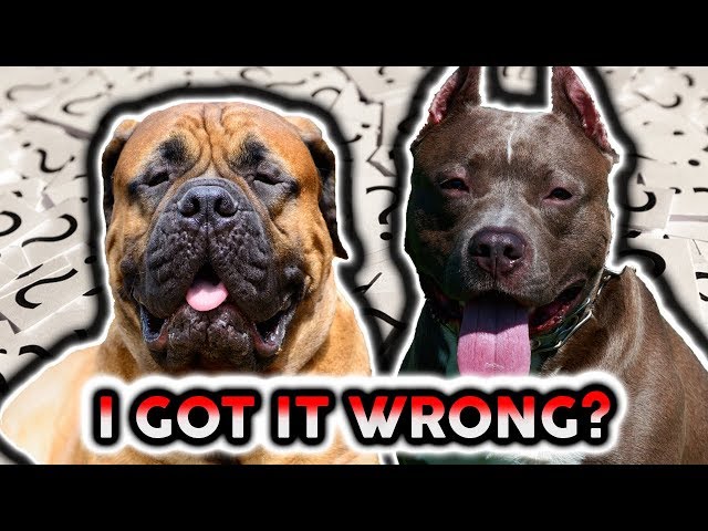 PITBULL VS BULLMASTIFF! DID I JUDGE IT WRONG!?