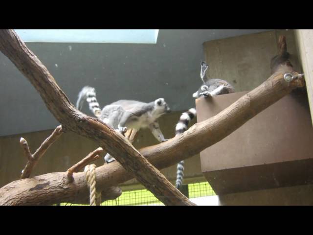Cleveland Zoo Episode 3