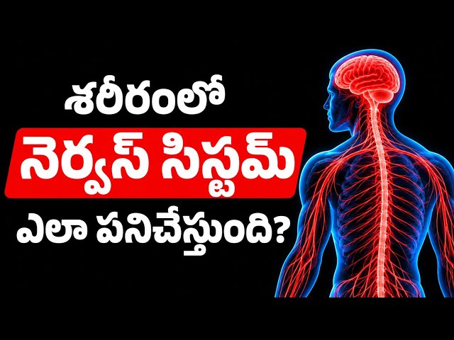 శరీరంలో నెర్వస్ సిస్టం ఎలా పనిచేస్తుంది..? 😱 How The Human Nervous System Works in Telugu |