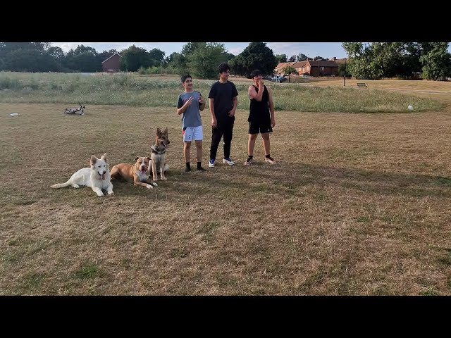 Off-Leash With Coba, Caisar & Crugar | Full Walk (1)