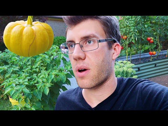 i'm 25 and i grow veggies in my parents' front yard