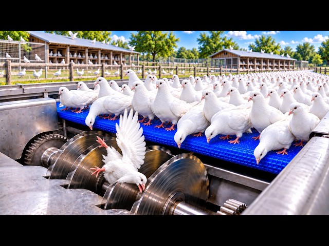 How Millions of Pigeons Are Raised in China for Meat, Eggs & Fertilizer | Full Factory Process