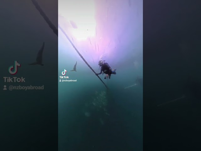 My 1st wreck penetration dive! @sunreefdive #scubadiving #insta360diving #insta360 #hmasbrisbane