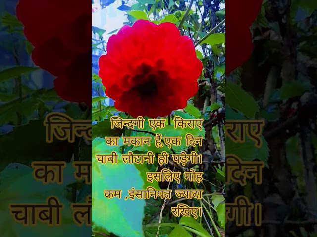 #जिन्दगी एक किराए का मकान हैं। #like #subscribe #Motivational thought