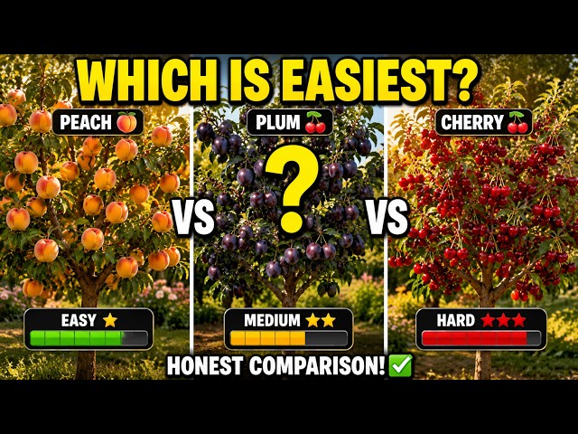 Peach vs Plum vs Cherry: Which Fruit Tree Is Easiest to Grow in Your Backyard?