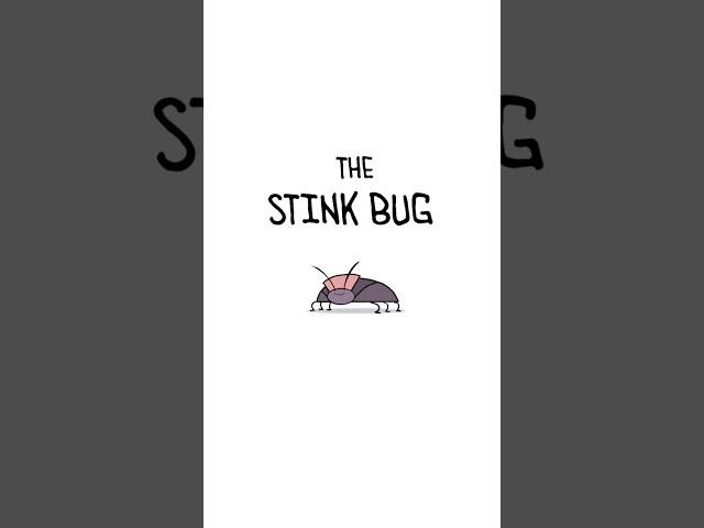 Stink Bug