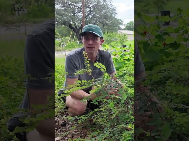 These Two Native Plants Multiply Themselves