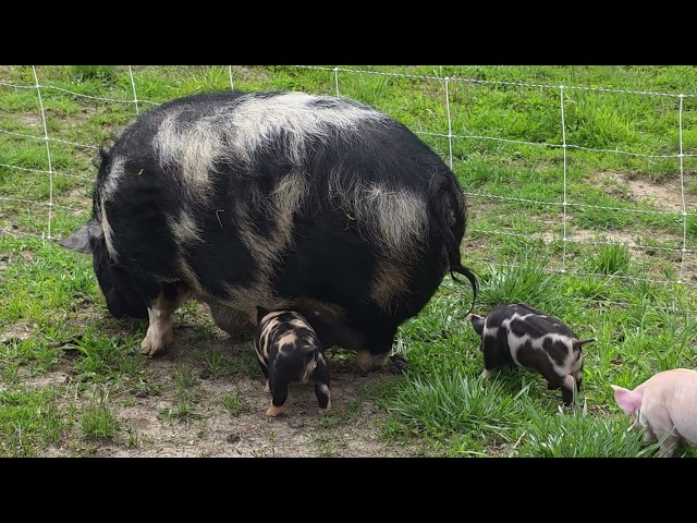 Kune Kune Piglets