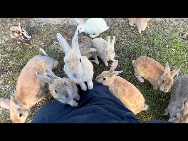 A whopping 600 rabbits! Trip to Japan's Amazing Rabbit Island🐰