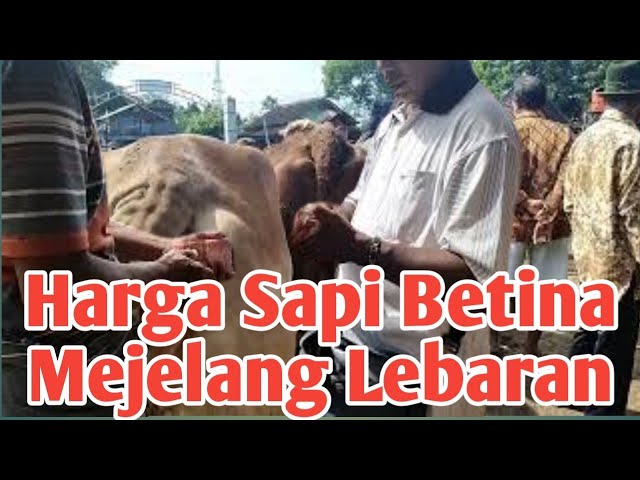Cek Harga Sapi Betina Menjelang Lebaran
