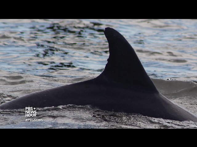 This graveyard gives scientists insight into lives of stranded dolphins