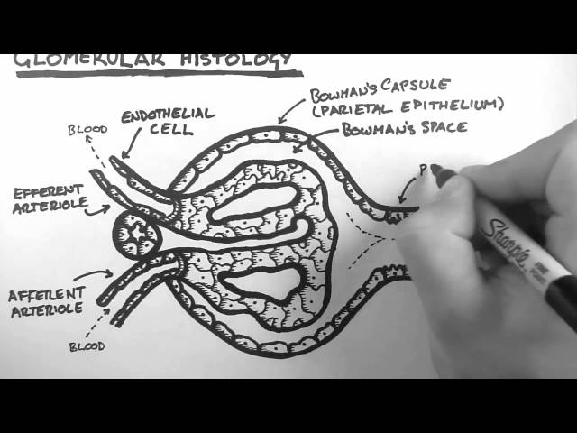 Renal Anatomy 3 - Glomerular Histology
