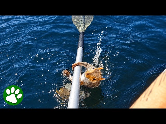 Exhausted Squirrel Clings To Oar For Dear Life 🥺❤️