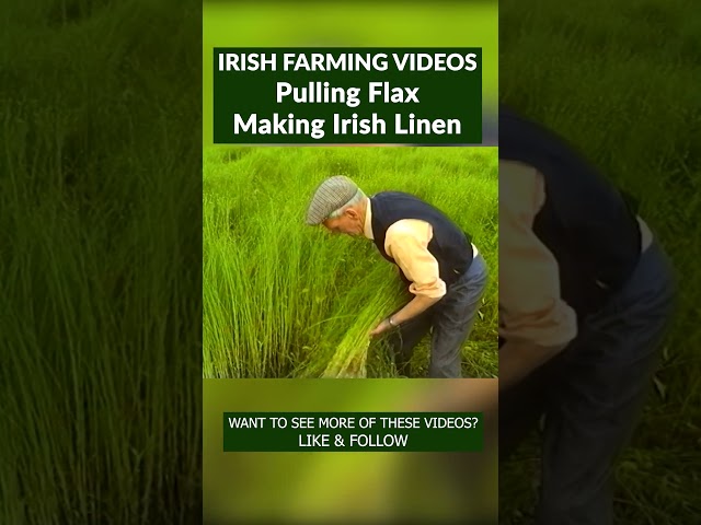 Flax Pulling in Rural Ireland -  Irish Linen #irishlinen #flax #linen #pullingflax #fyp